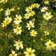 COREOPSIS MOONBEAM #1.5