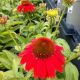 ECHINACEA SOMBRERO SALSA RED #1.5