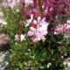 GAURA ROSYJANE #1.5