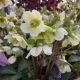 HELLEBORUS MOLLY'S WHITE #1.5