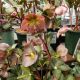 HELLEBORUS PENNY'S PINK #1.5