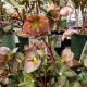 HELLEBORUS PENNY'S PINK #1.5