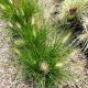 GRASS HAMELN #1.5