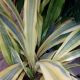 SNAKE PLANT 10