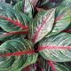 AGLAONEMA 10