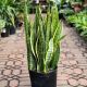 SNAKE PLANT 12