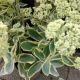 SEDUM FROSTED FIRE #1.5