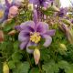 AQUILEGIA EB PURPLE BLUE #1