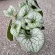 BRUNNERA JACK FROST #1