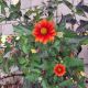 HELIOPSIS BURNING HEARTS #1