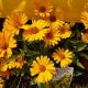 HELIOPSIS SUNSTRUCK #1