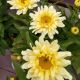 LEUCANTHEMUM BANANA CREAM #1