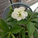 HELLEBORUS WEDDING BELLS #1