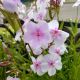 PHLOX OPENING  PINK-A-DOT #1