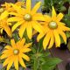 RUDBECKIA IRISH EYES #1