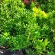 PIERIS JAPONICA PURITY #3