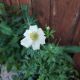 ANEMONE SPRING BEAUTY #1