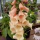 DIGITALIS DALMATION PEACH #1