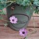 GERANIUM BALLERINA #1
