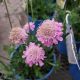 SCABIOSA PINK MIST #1