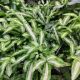 FERN 3.5