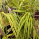 GRASS HAKONECHLOA MACRA AUREOLA #1.5