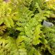 POLYSTICHUM POLYBLEPHARUM 4.5