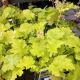 HEUCHERA TWIST OF LIME 4.5