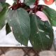 PHILODENDRON 4