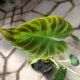 PHILODENDRON 4