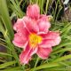 HEMEROCALLIS ROSY RETURNS #1