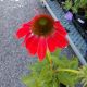 ECHINACEA SOMBRERO TRES AMIGOS  #1