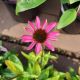 ECHINACEA PURPLE EMPEROR #1