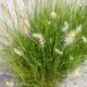 GRASS PENNISETUM LITTLE BUNNY #1