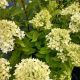 HYDRANGEA LITTLE LIME #4 JUMB0