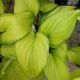 HOSTA GUACAMOLE #1.5