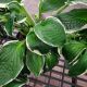 HOSTA FRANCEE #1