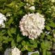 HYDRANGEA LIMELIGHT PRIME#4 J