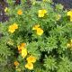 POTENTILLA MARMALADE #3