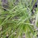 GRASS HAKONECHLOA MACRA #1