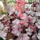 HEUCHERA SILVER GUMDROP #1.5