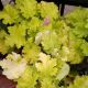 HEUCHERA TWIST OF LIME #1