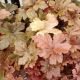 HEUCHERELLA HOPSCOTCH #1.5