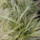 GRASS CAREX FEATHER FALLS #1.5
