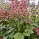 HEUCHERA BERRY TIMELESS #1.5