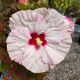 HIBISCUS SPINDERELLA #2