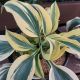 HOSTA  AUTUMN FROST #1.5