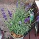LAVENDULA HIDCOTE #1
