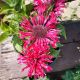 MONARDA CHERRY POPS #1