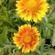 GAILLARDIA MESA PEACH 3.5